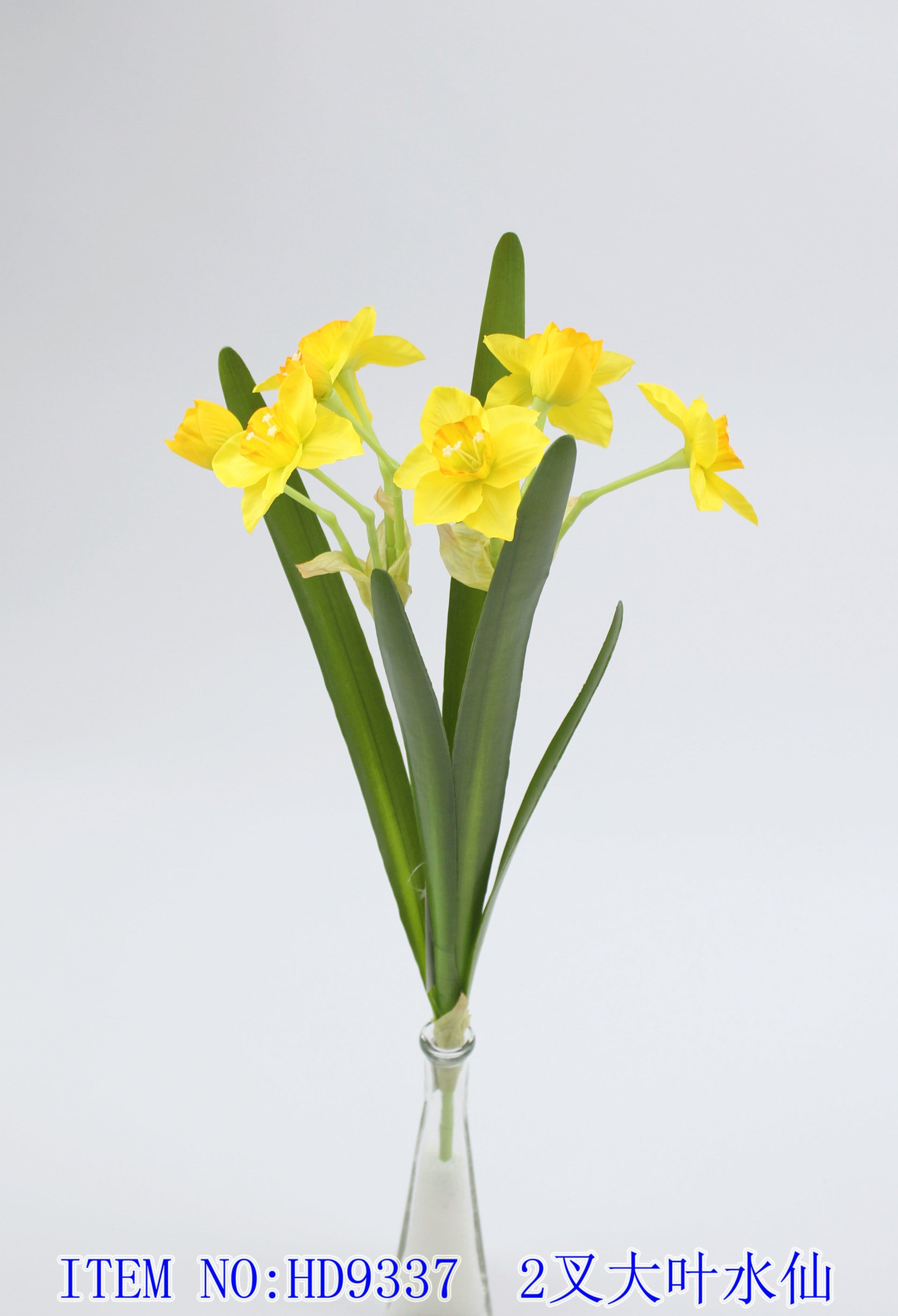2 fork big leaf daffodils