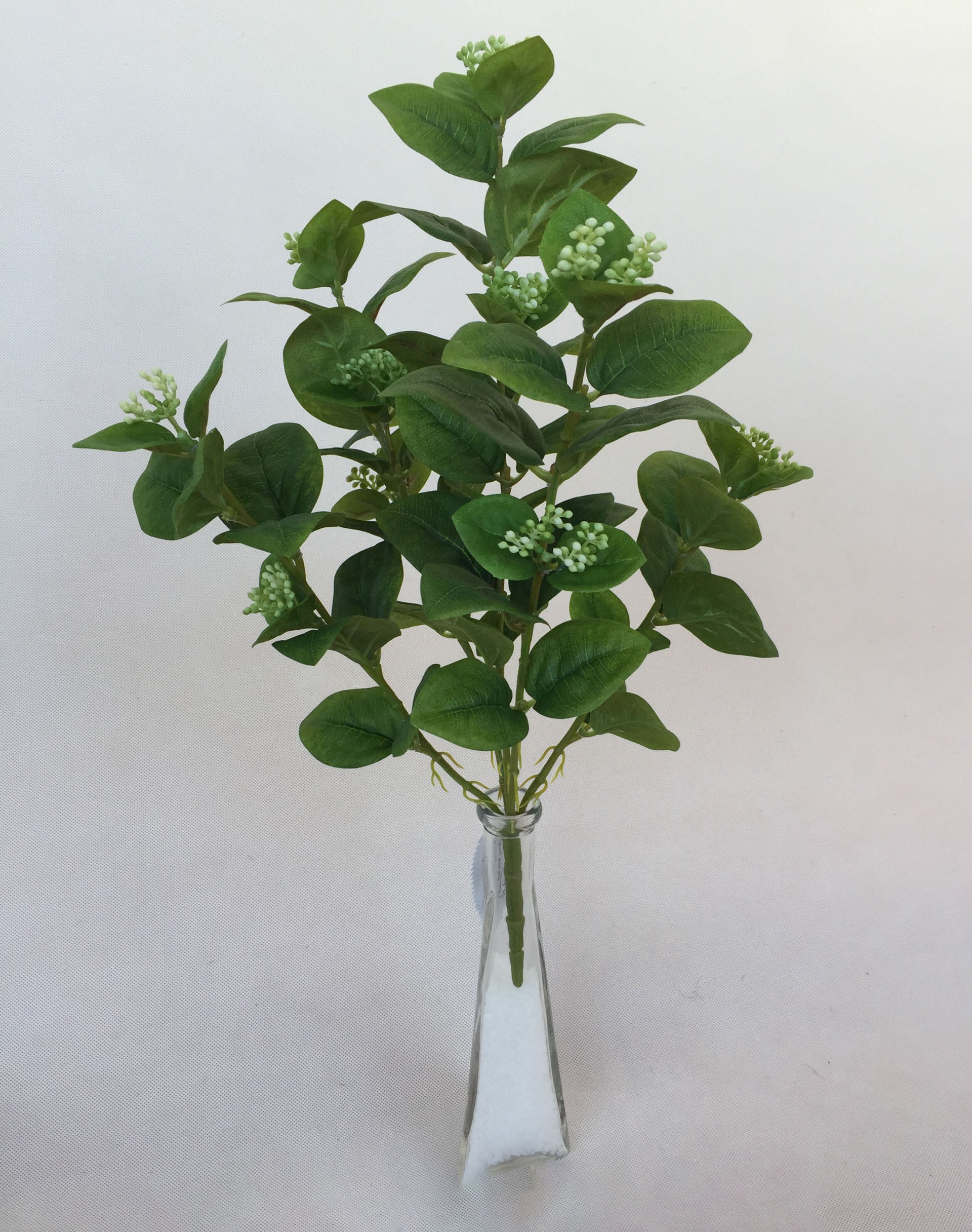 5 Jasmine Leaves