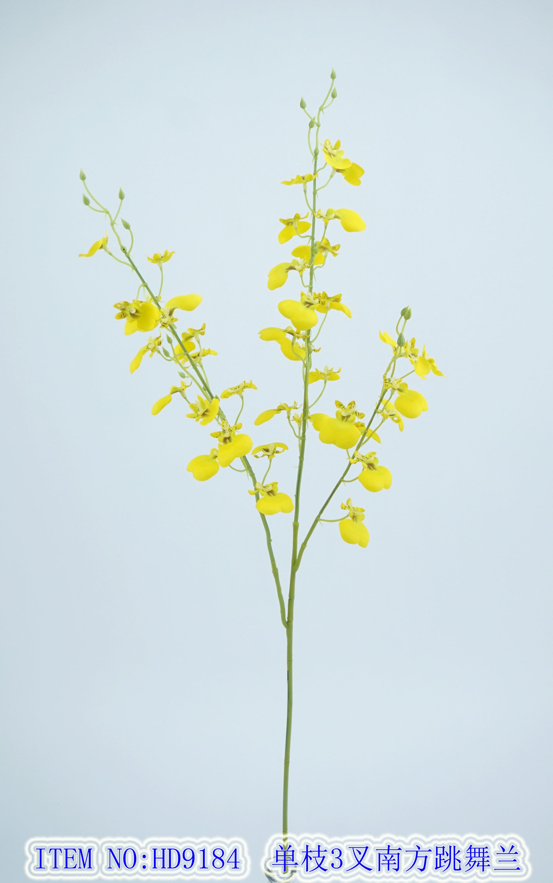 Single branch 3 fork southern dancing orchid
