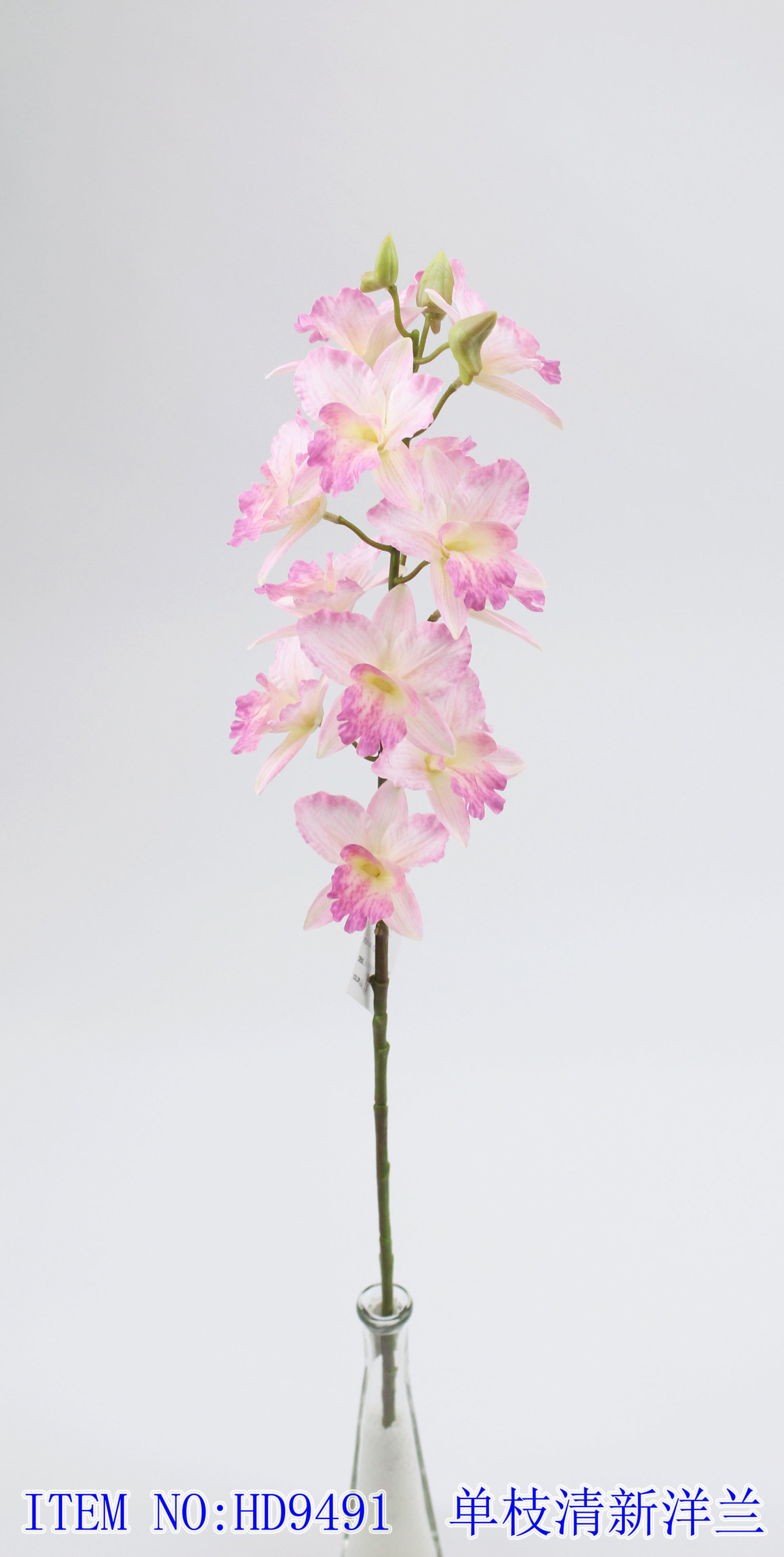 Single fresh orchid
